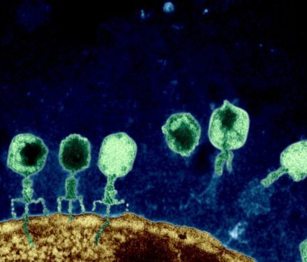 Phages attack bacterium